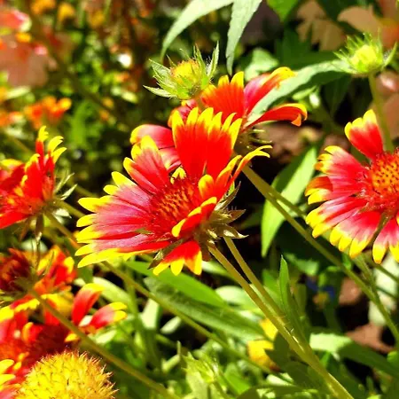 Blue Marine - Menada * Slăntjev Brjag